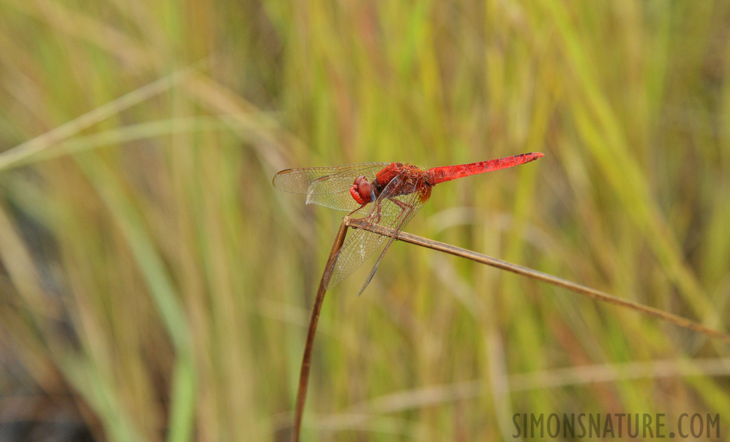 Crocothemis erythraea [300 mm, 1/320 sec at f / 10, ISO 1600]